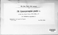 Image of Gymnosporangium gracile